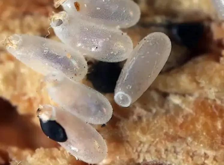 Mehrere Bettwanzenhüllen verweisen auf die Häutung der Insekten. Bettwanzen durchlaufen mehrere Häutungsstadien, was ihre Bekämpfung erschwert, da sich die Population schnell vergrössern kann.