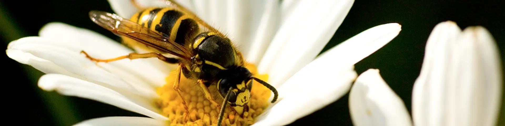 Guêpe sur marguerite