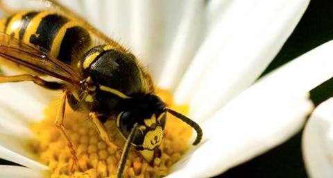 Guêpe sur marguerite