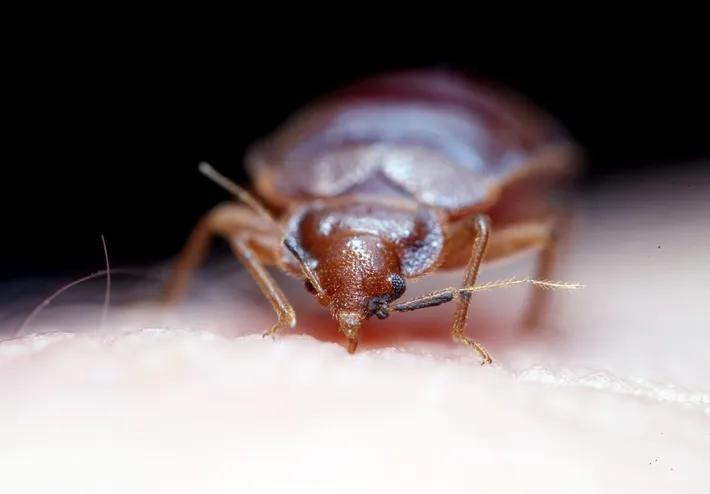 Frontale Nahaufnahme einer Bettwanze auf einem weissen Hintergrund, die die charakteristischen Merkmale des Insekts zeigt. Bettwanzen sind blutsaugende Parasiten, die sich in Spalten und Ritzen verstecken und eine Herausforderung bei der Bekämpfung darstellen.