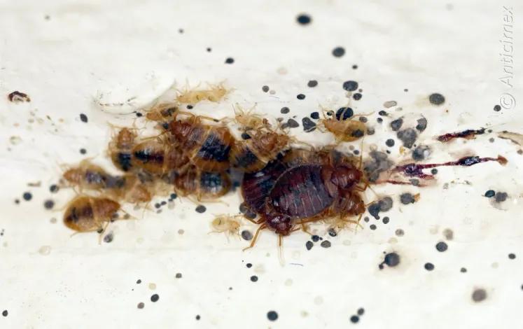 Nahaufnahme einer Matratze mit sichtbaren Anzeichen eines Bettwanzenbefalls, einschliesslich kleiner schwarzer Kotspuren und Blutflecken. Die frühzeitige Erkennung solcher Anzeichen ist entscheidend, um die Ausbreitung von Bettwanzen zu verhindern und geeignete Bekämpfungsmassnahmen zu ergreifen.