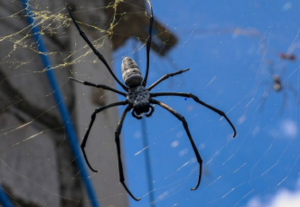 Spinne im Netz mit Haus.PN