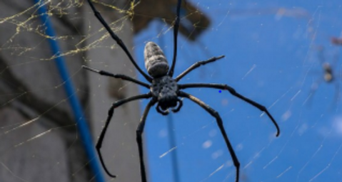 Spinne im Netz mit Haus.PN