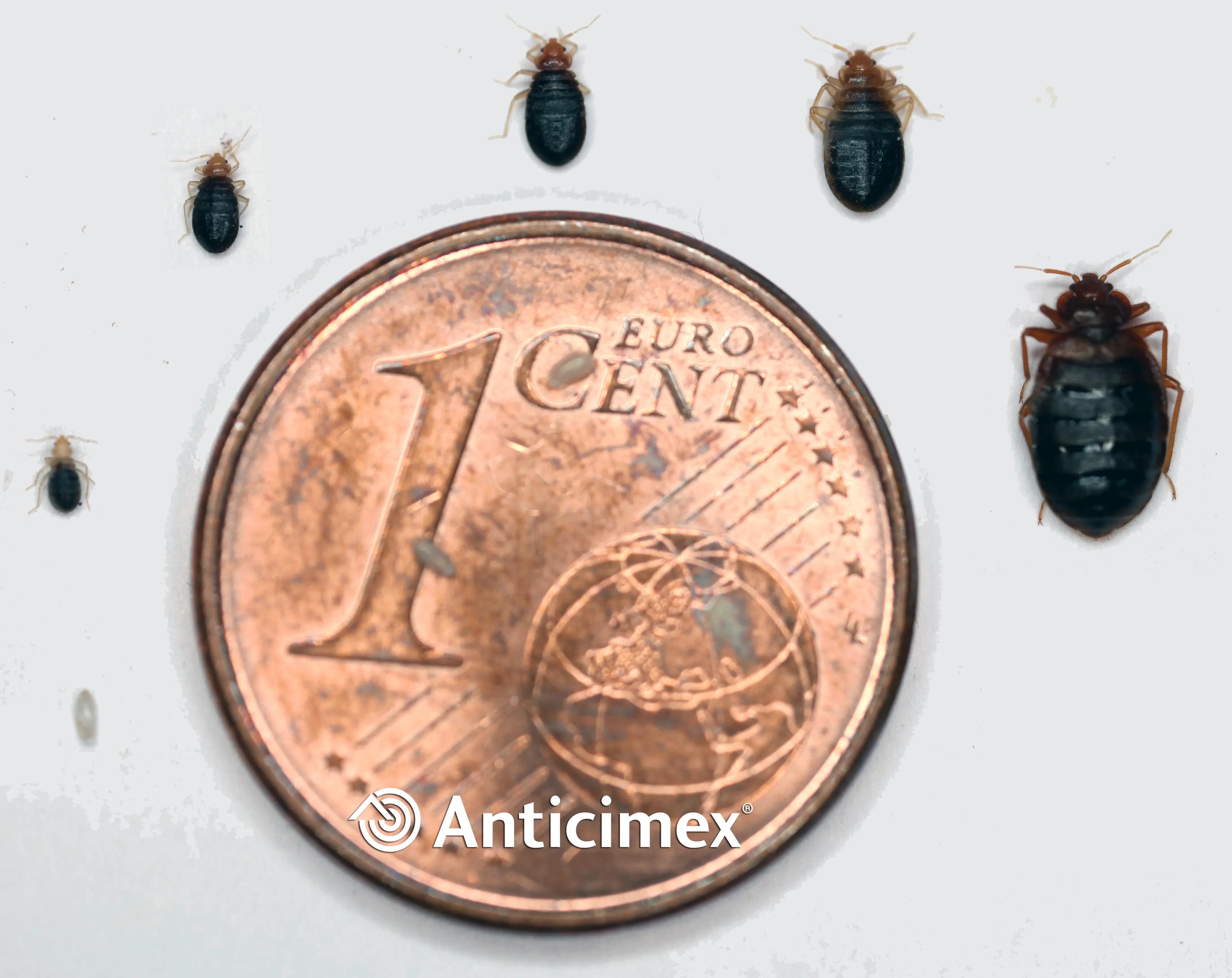 Vergleichende Darstellung einer Bettwanze neben einer Münze, die die tatsächliche Grösse des Insekts veranschaulicht. Die kleine Grösse der Bettwanzen erschwert ihre Entdeckung und macht eine professionelle Inspektion bei Verdacht auf Befall unerlässlich.