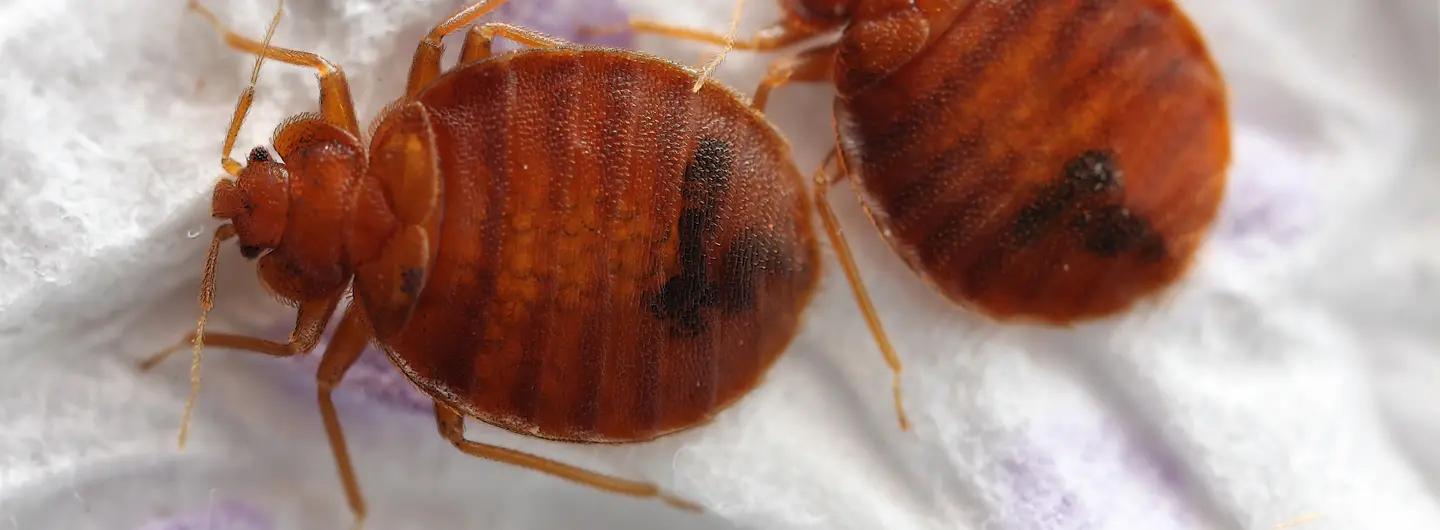 Nahaufnahme einer Bettwanze auf einem weissen Hintergrund, die Details des Insekts zeigt. Bettwanzen sind nachtaktive Parasiten, die sich von menschlichem Blut ernähren und sich in Spalten und Ritzen verstecken, was ihre Bekämpfung erschwert.