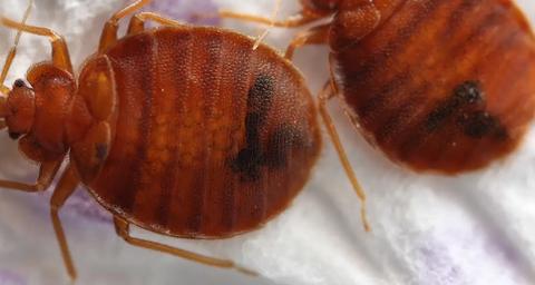 Nahaufnahme einer Bettwanze auf einem weissen Hintergrund, die Details des Insekts zeigt. Bettwanzen sind nachtaktive Parasiten, die sich von menschlichem Blut ernähren und sich in Spalten und Ritzen verstecken, was ihre Bekämpfung erschwert.