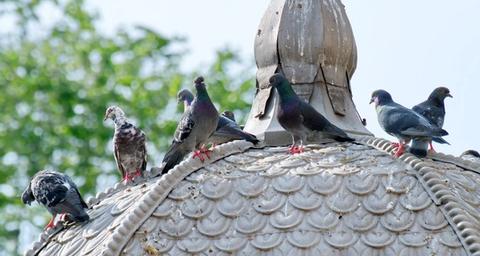 Les pics anti-pigeons : Des solutions pour lutter contre l