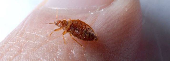 Engorged bed bug on human skin.