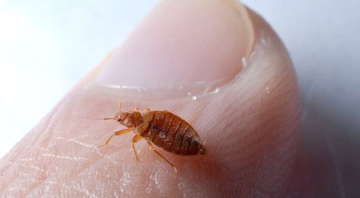 A small bed bug on white fabric next to a human finger.