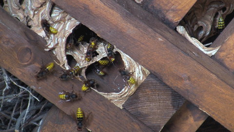 wespennest entfernen? schnelltest