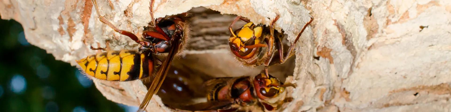 wespennest entfernen