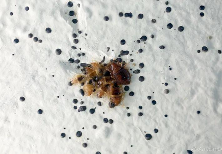 Nahaufnahme von Bettwanzenkotspuren auf einer Matratze, die als kleine, schwarze Flecken sichtbar sind. Kotspuren sind ein häufiges Anzeichen für einen Bettwanzenbefall und sollten ernst genommen werden, um eine Ausbreitung zu verhindern.