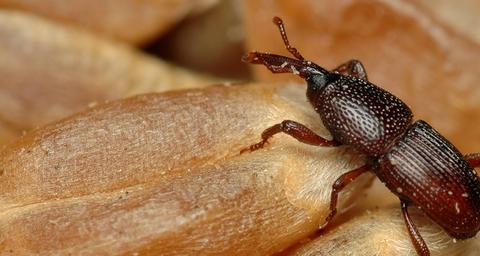 Käfer bekämpfen - Anticimex