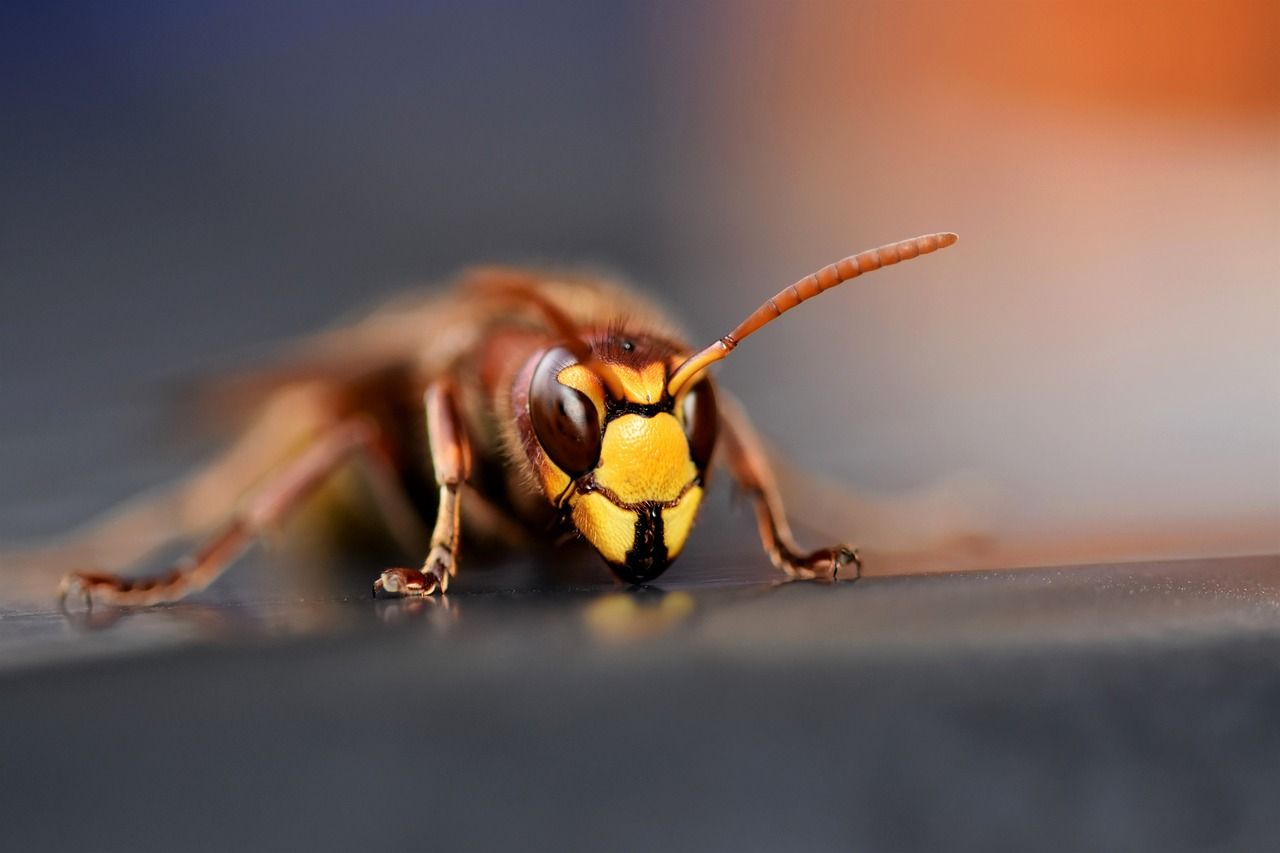 Le punture di vespe sono pericolose?