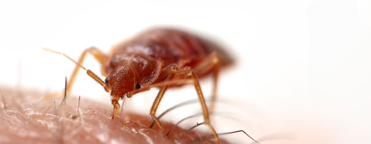 Nahaufnahme einer Bettwanze auf menschlicher Haut.