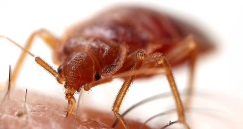 Nahaufnahme einer Bettwanze auf menschlicher Haut.