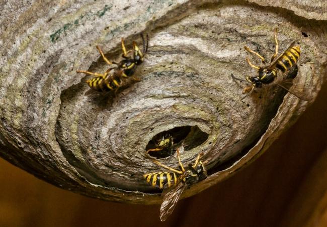 Wespen vertreiben und am Nestbau hindern. 