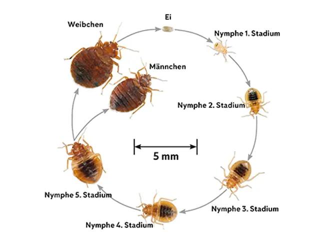 Illustration der sieben Entwicklungsstadien von Bettwanzen, vom Ei bis zum adulten Insekt, auf hellem Hintergrund. Die Darstellung verdeutlicht das schnelle Wachstum und die Vermehrungsfähigkeit der Bettwanzen, was ihre effektive Bekämpfung erschwert.