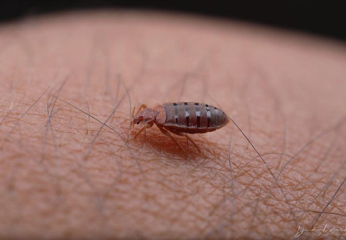 Nahaufnahme einer Bettwanze auf menschlicher Haut, die die Details des Insekts und die Bissstelle zeigt. Bettwanzen sind nachtaktive Parasiten, die sich von menschlichem Blut ernähren und ihre Bisse können Juckreiz und Hautreaktionen verursachen.
