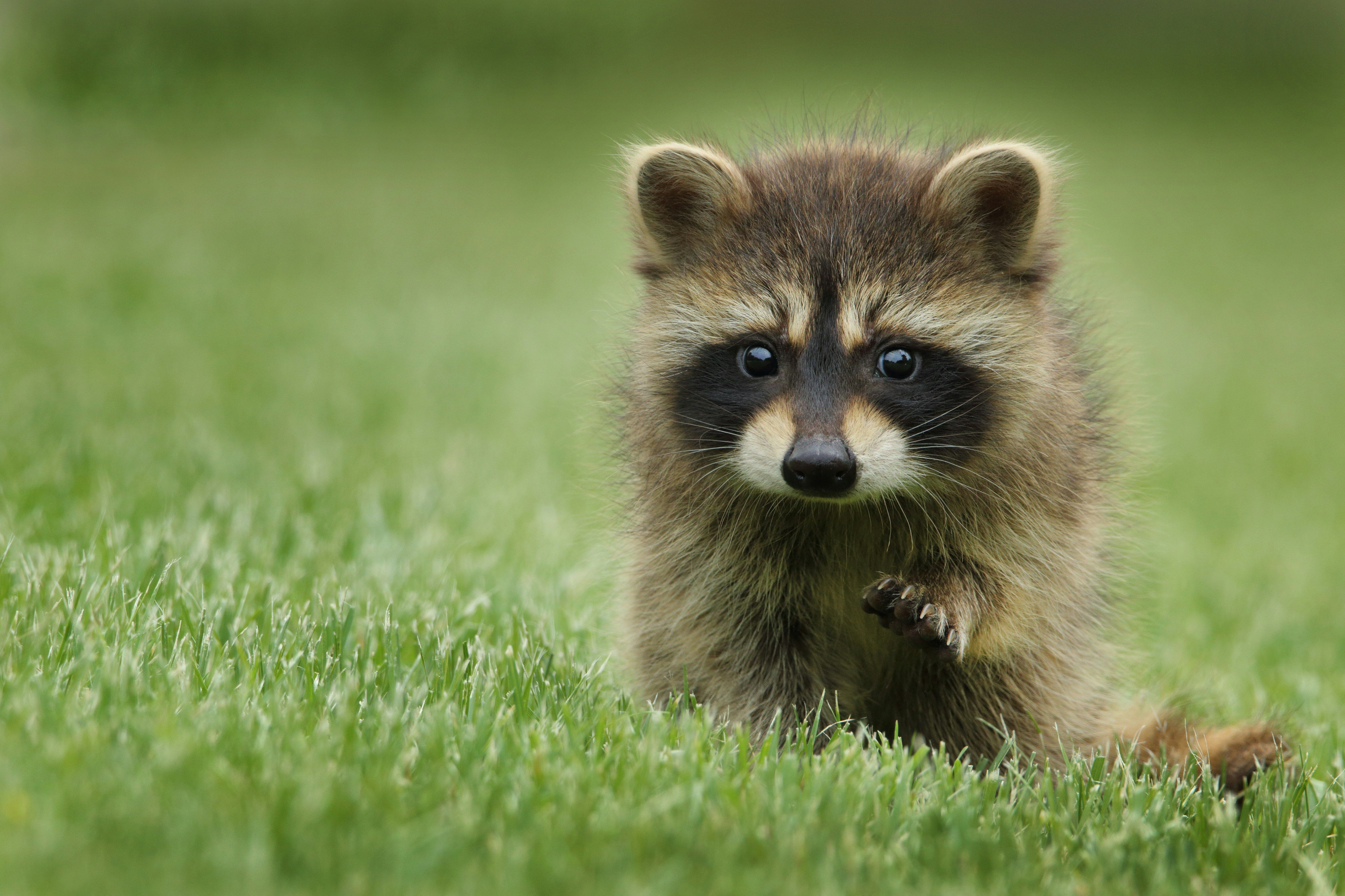 wildlife management for businesses
