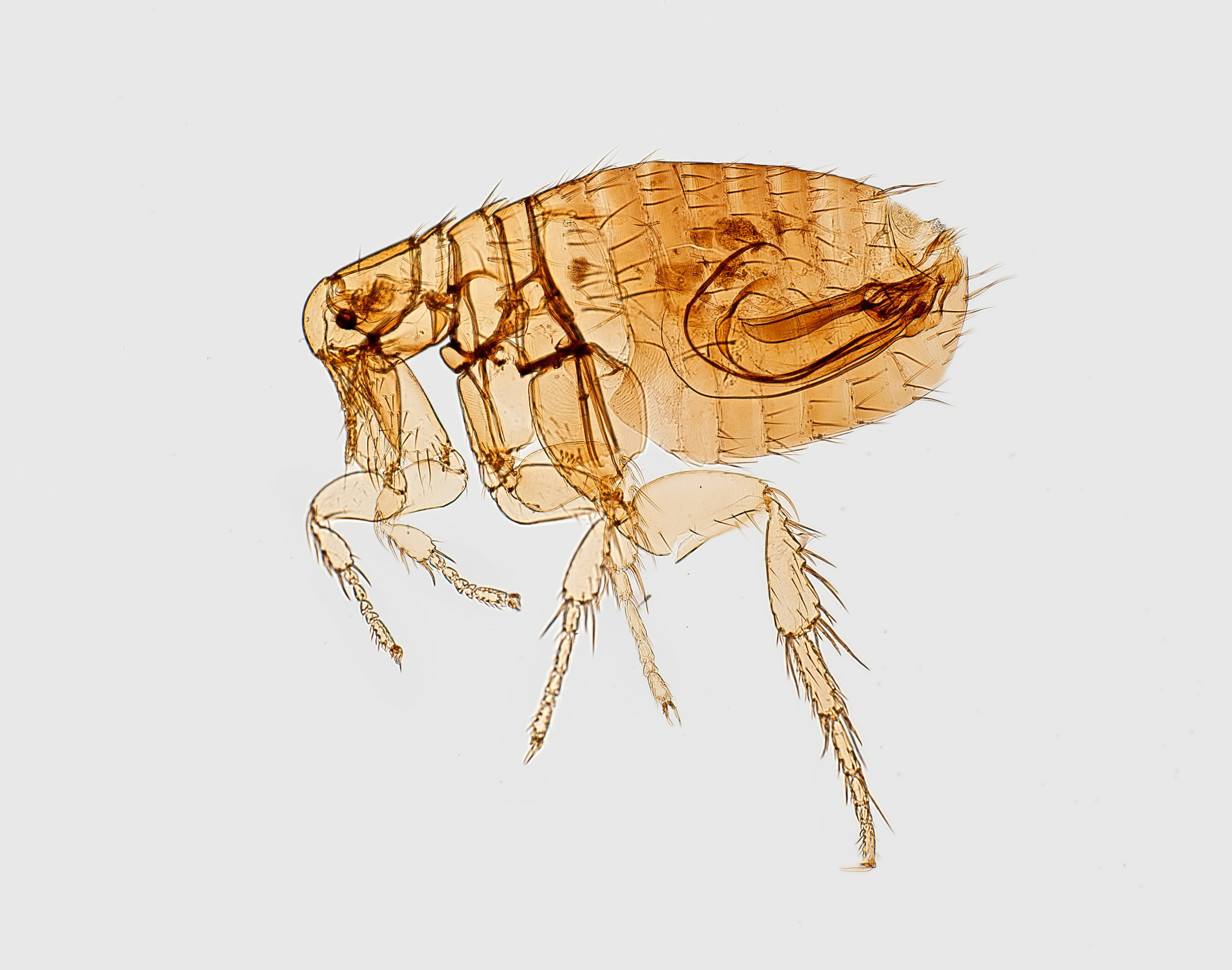 flea identification 