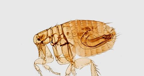flea identification