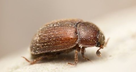 bread or biscuit beetle