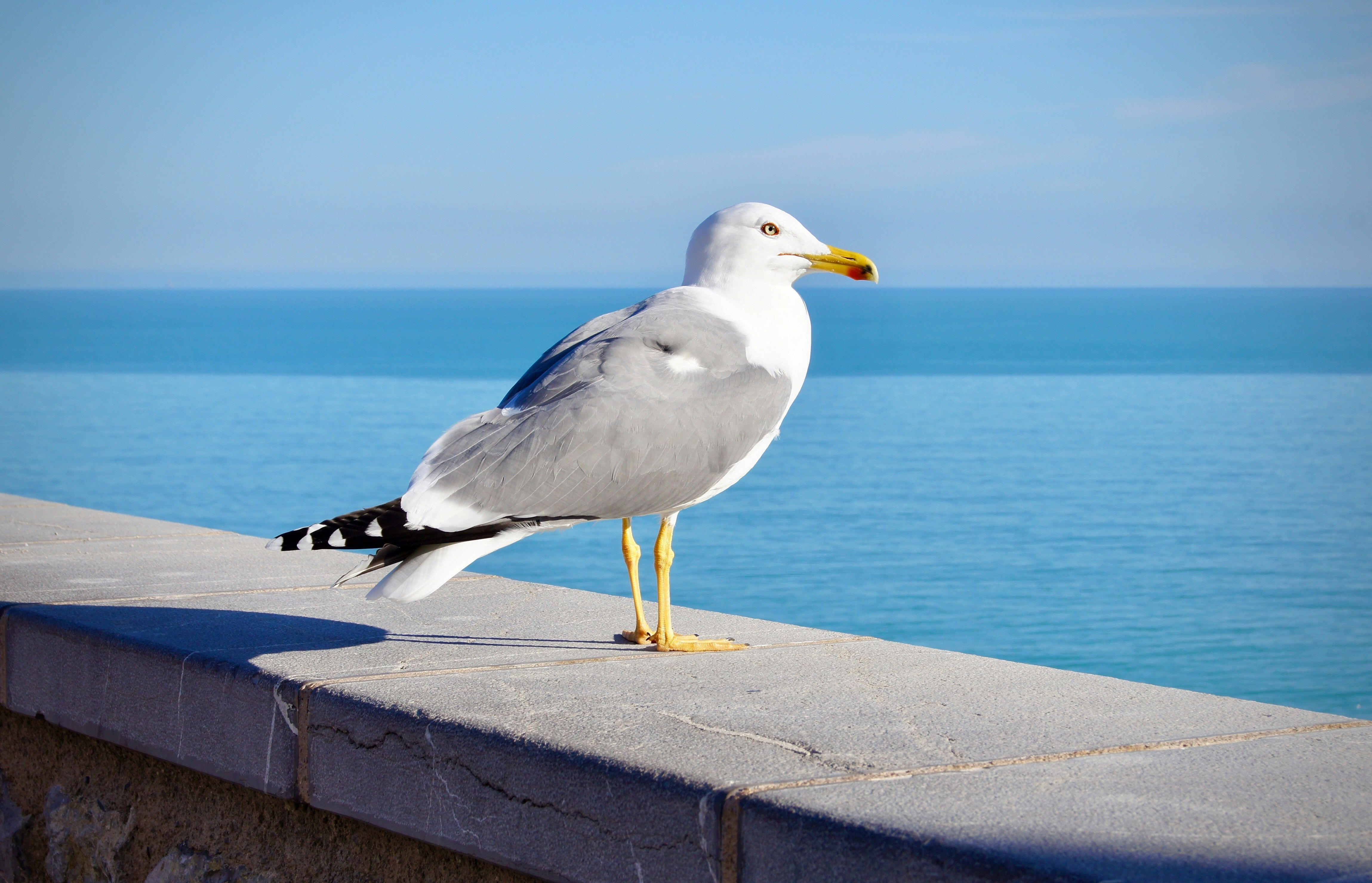 seagull spikes pigeon control