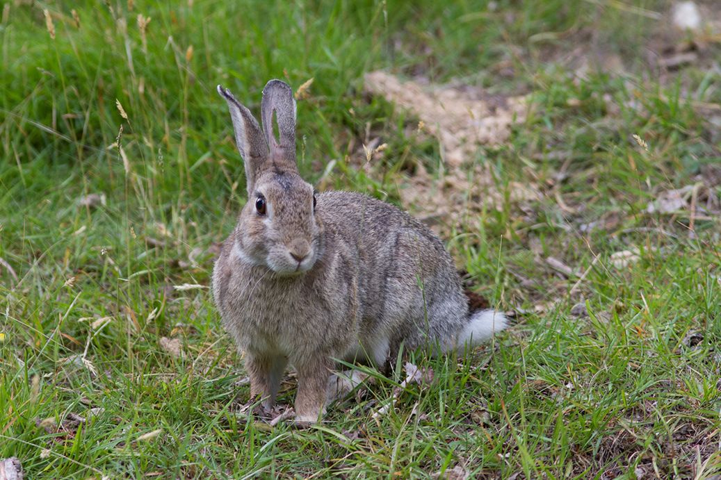 identification wild rabbits