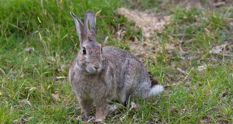 identification wild rabbits