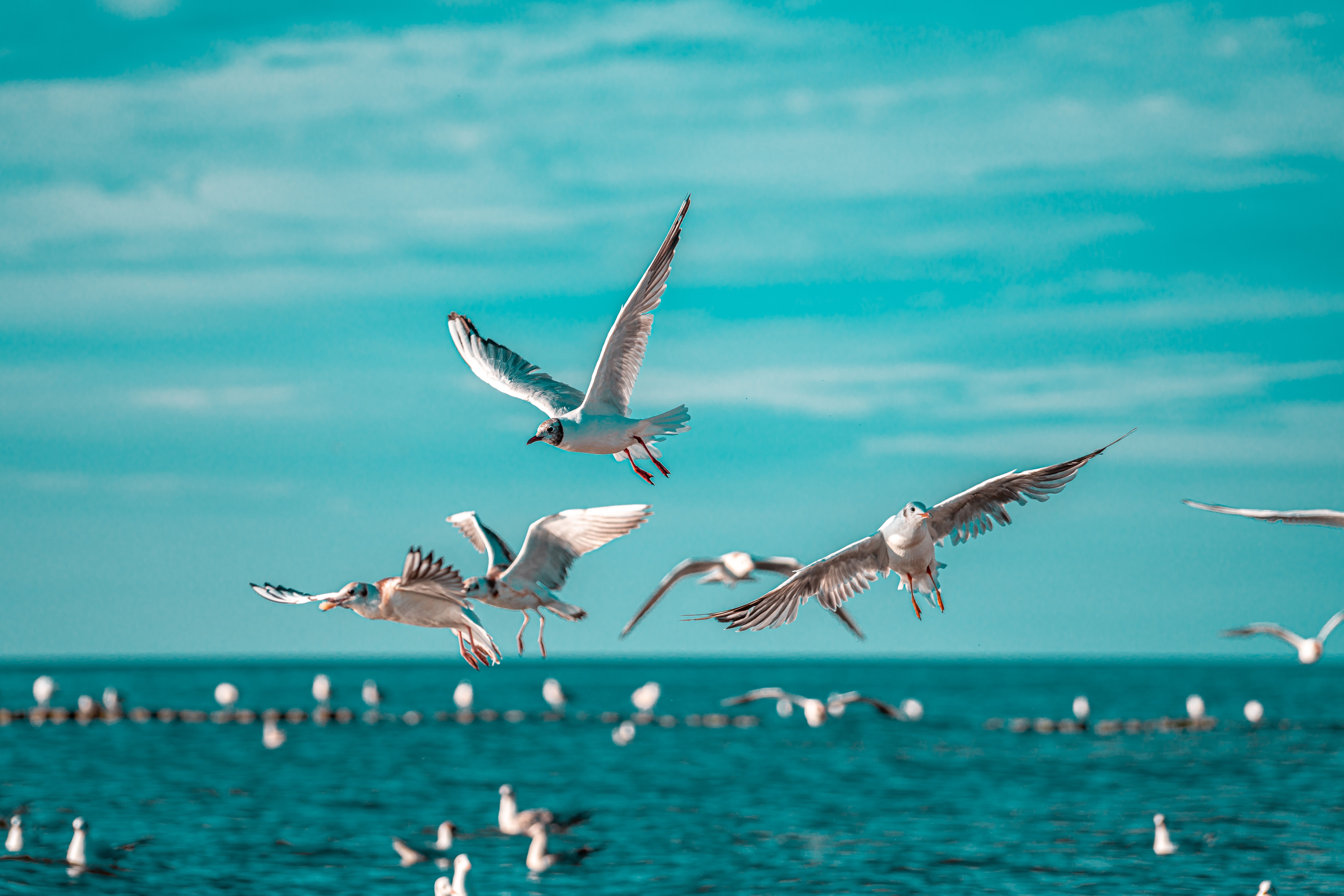 seagull deterrent