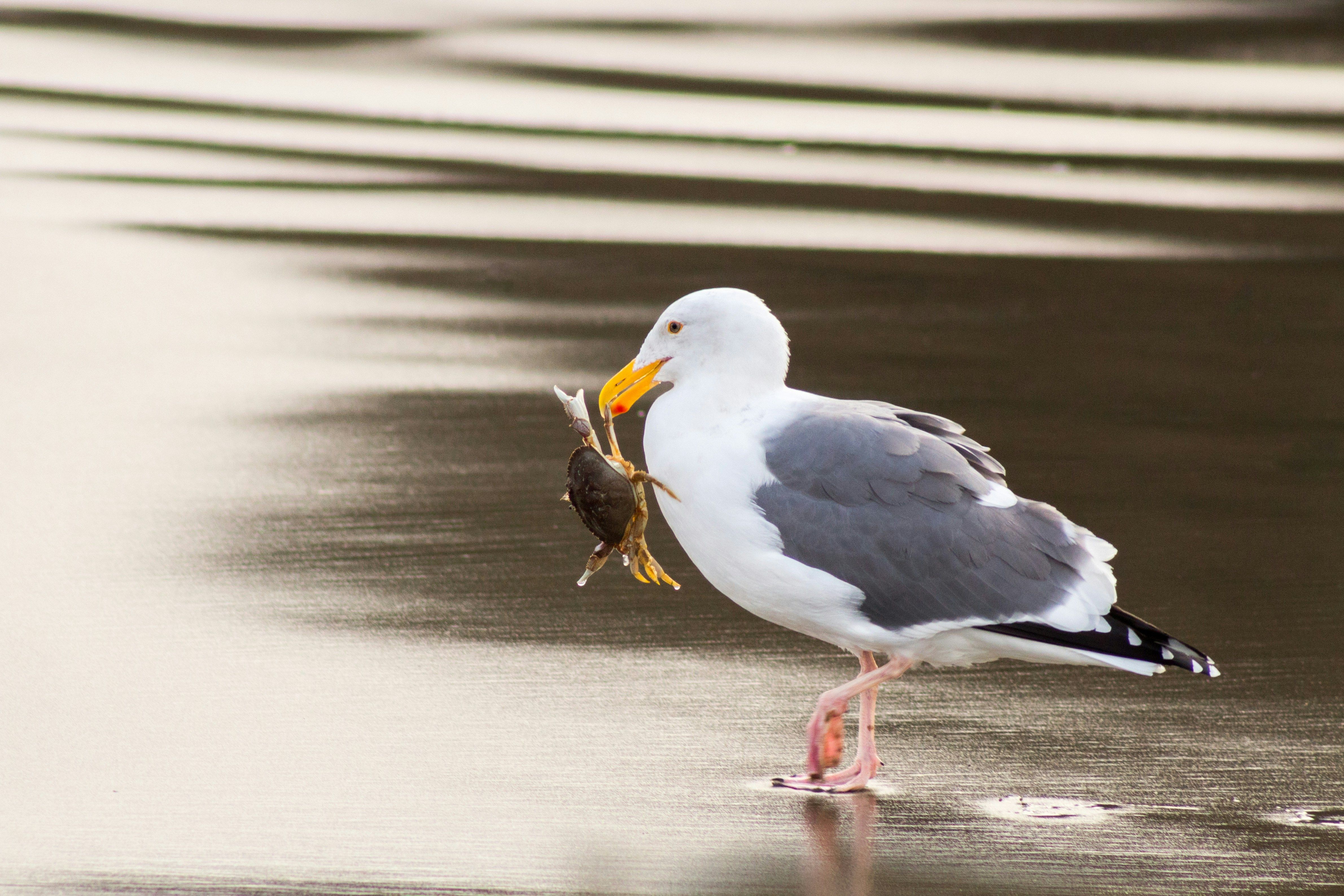 what do seagulls eat