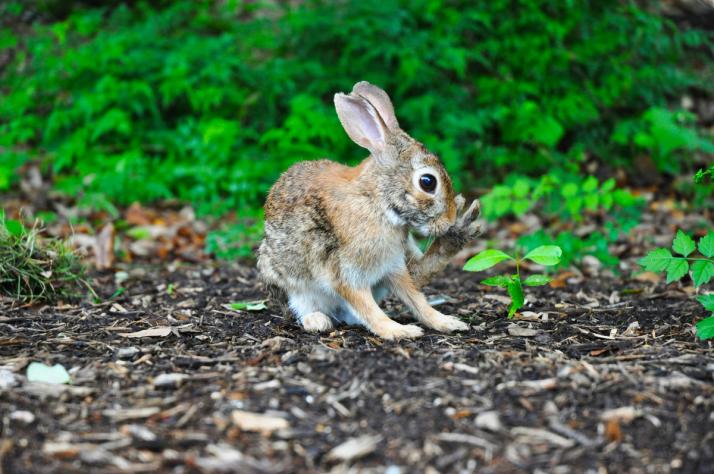 legal position on wild rabbits