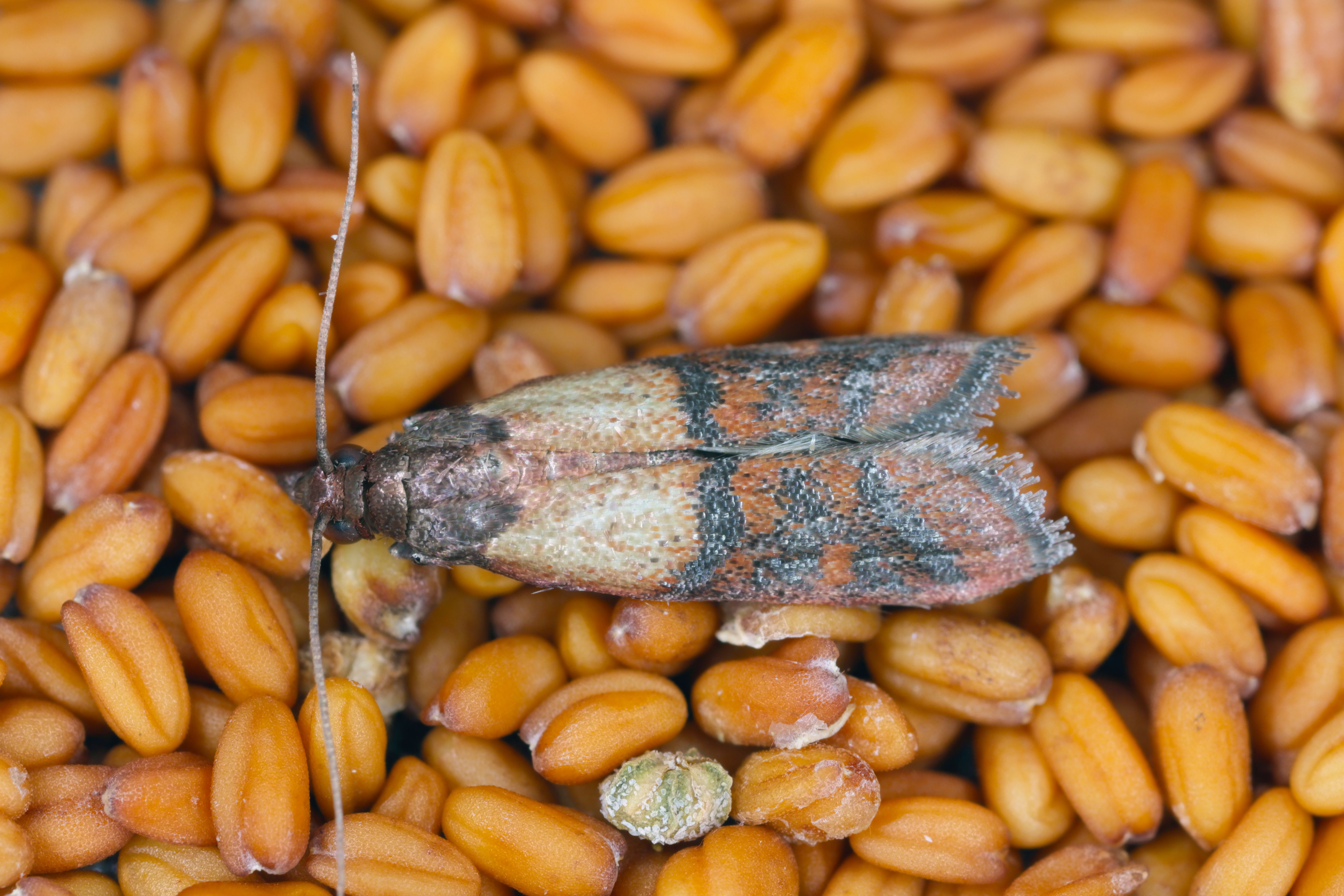 stored product moths