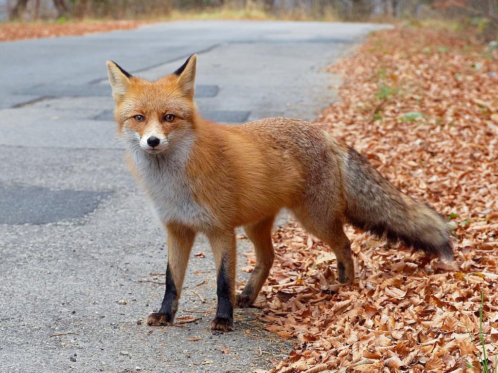 fox in the garden what to do