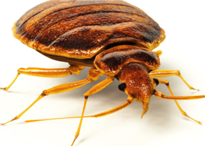 what do bedbug look like