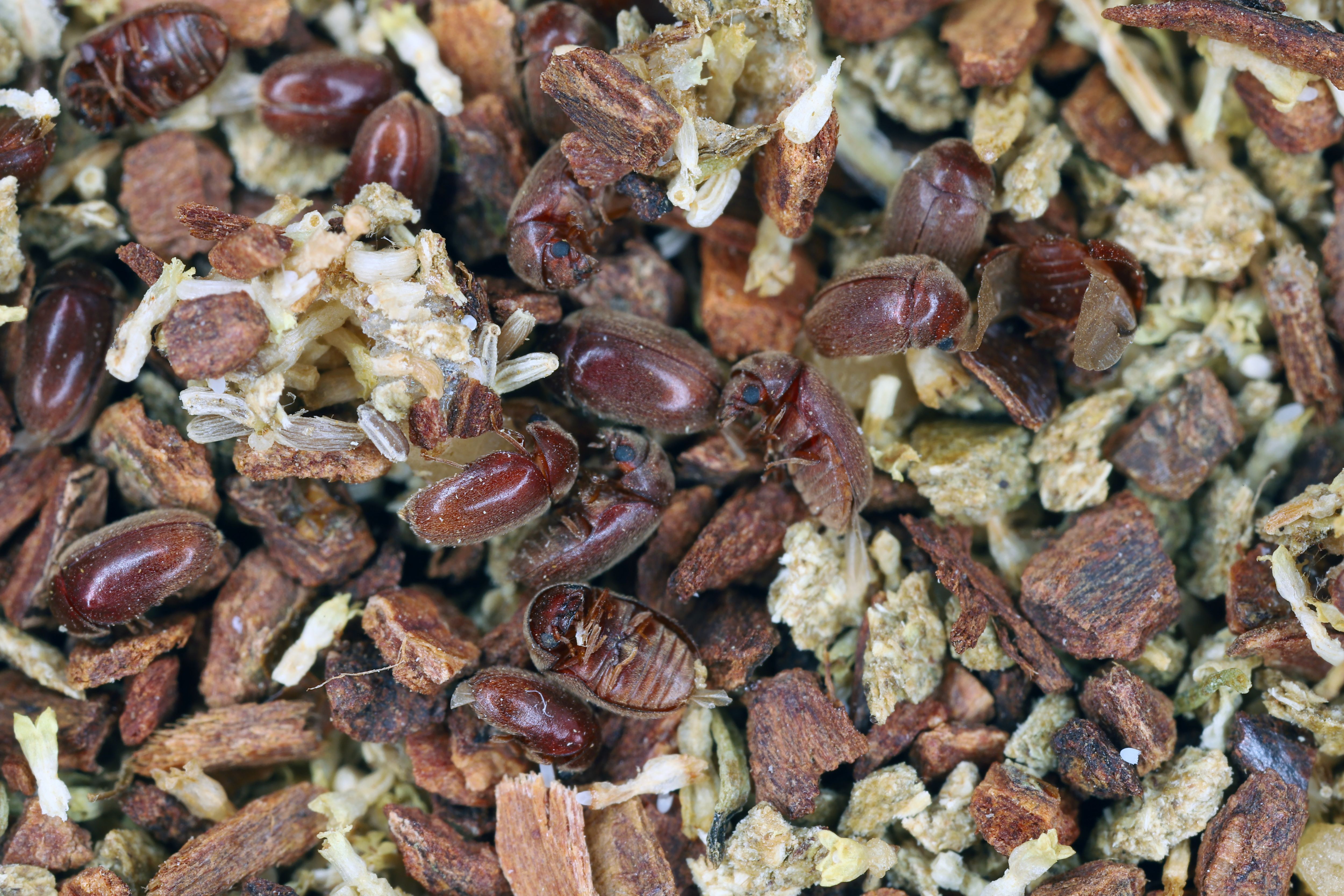 stored product beetle image