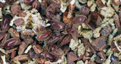 stored product beetle image