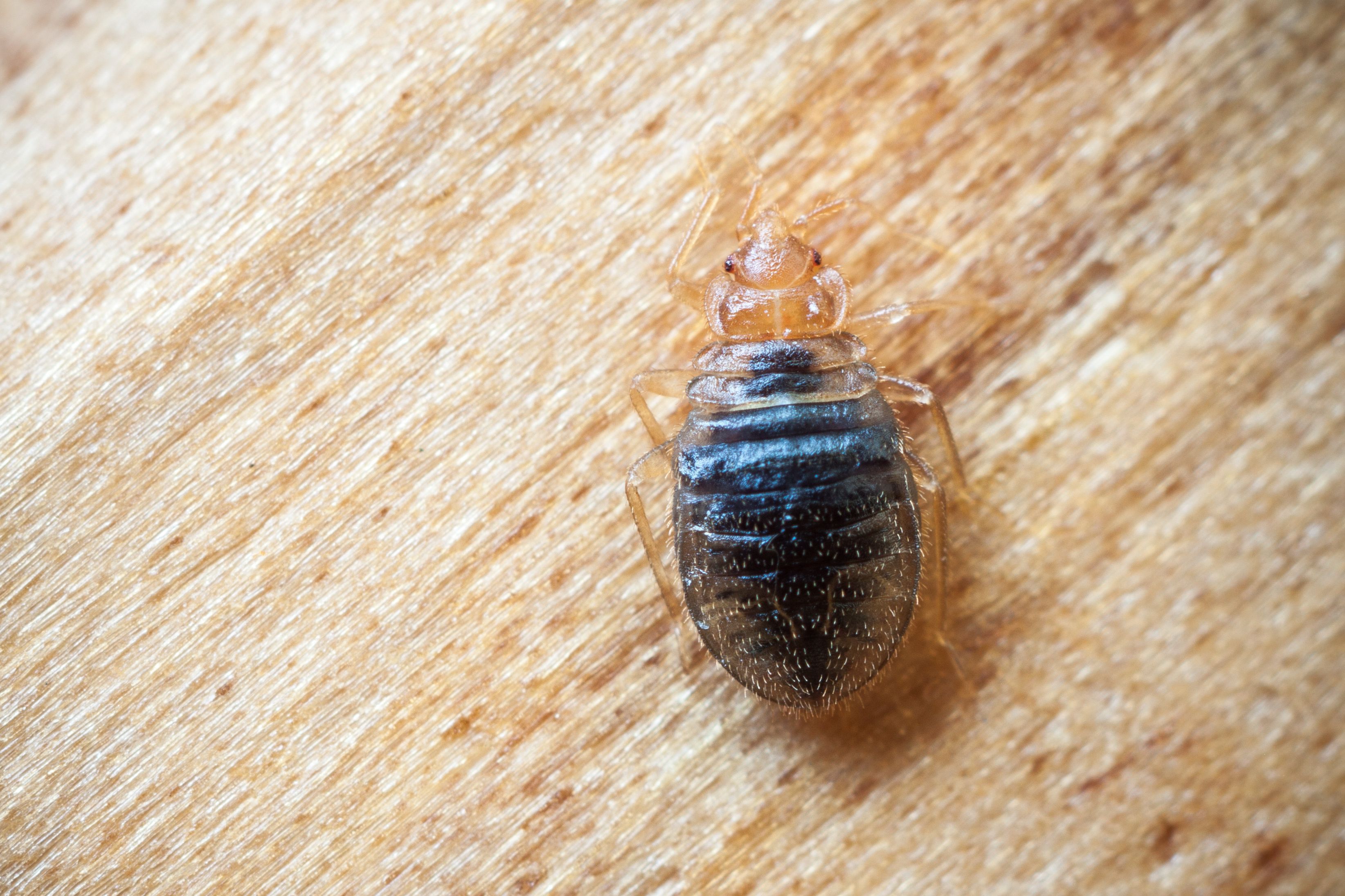 what do bed bugs look like