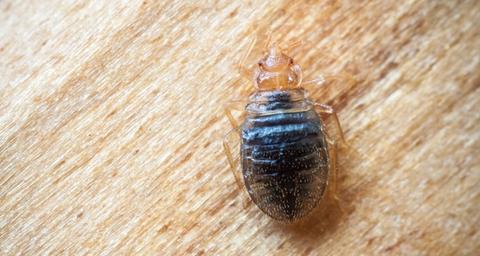 what do bed bugs look like