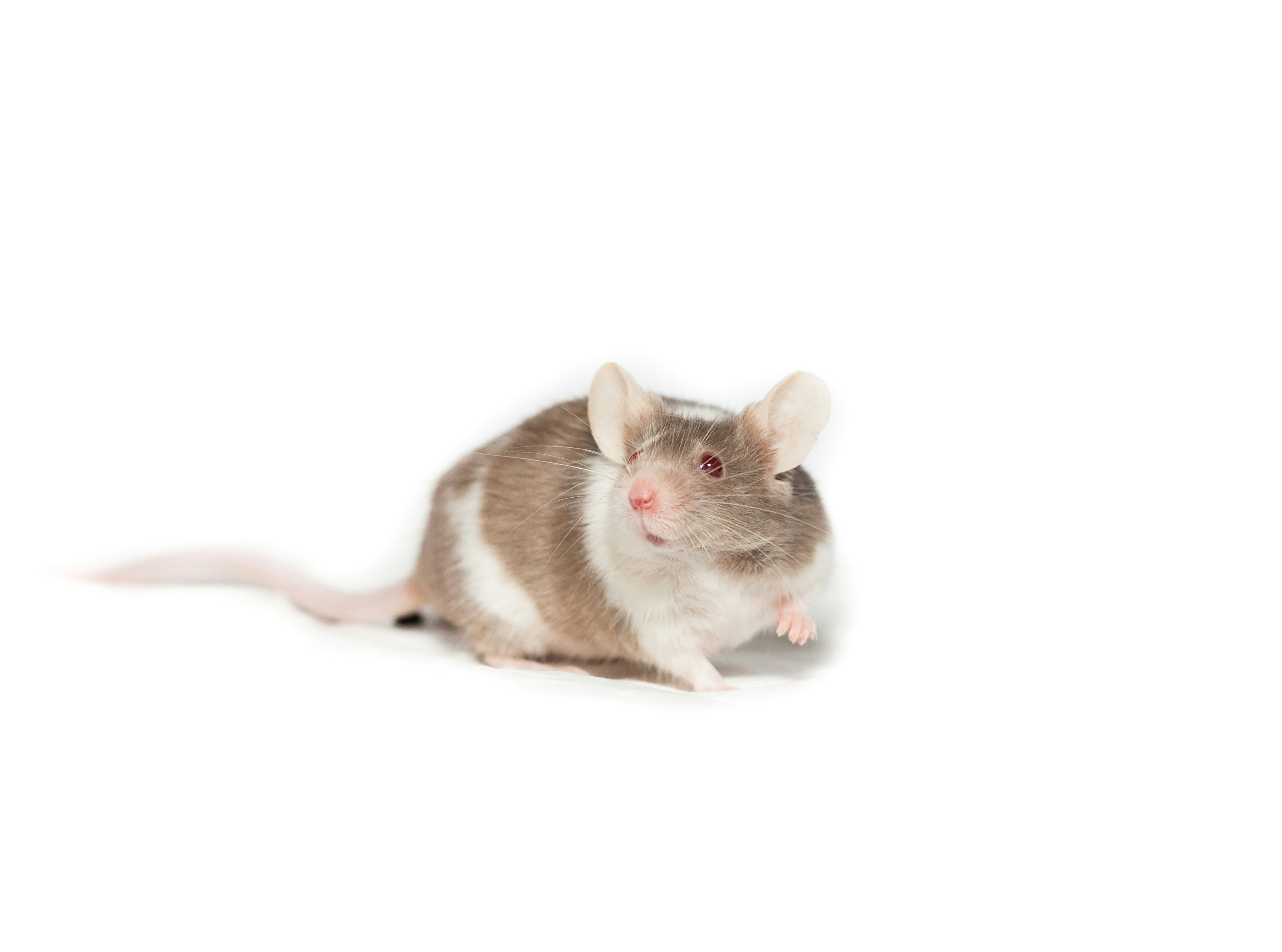 what do rats look like