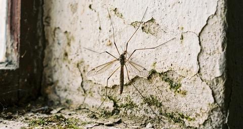 A crane fly on a textured, peeling wall with moss.