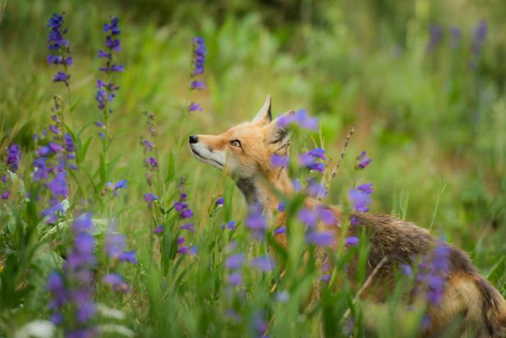 fox in garden