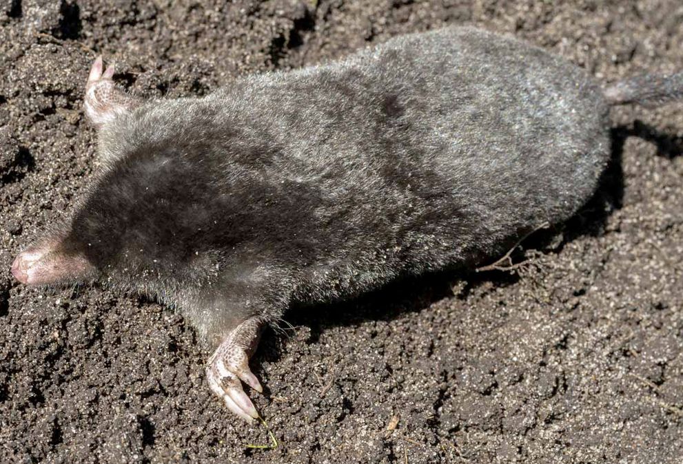 how to get rid of moles