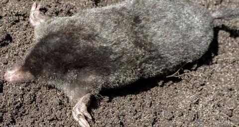 how to get rid of moles