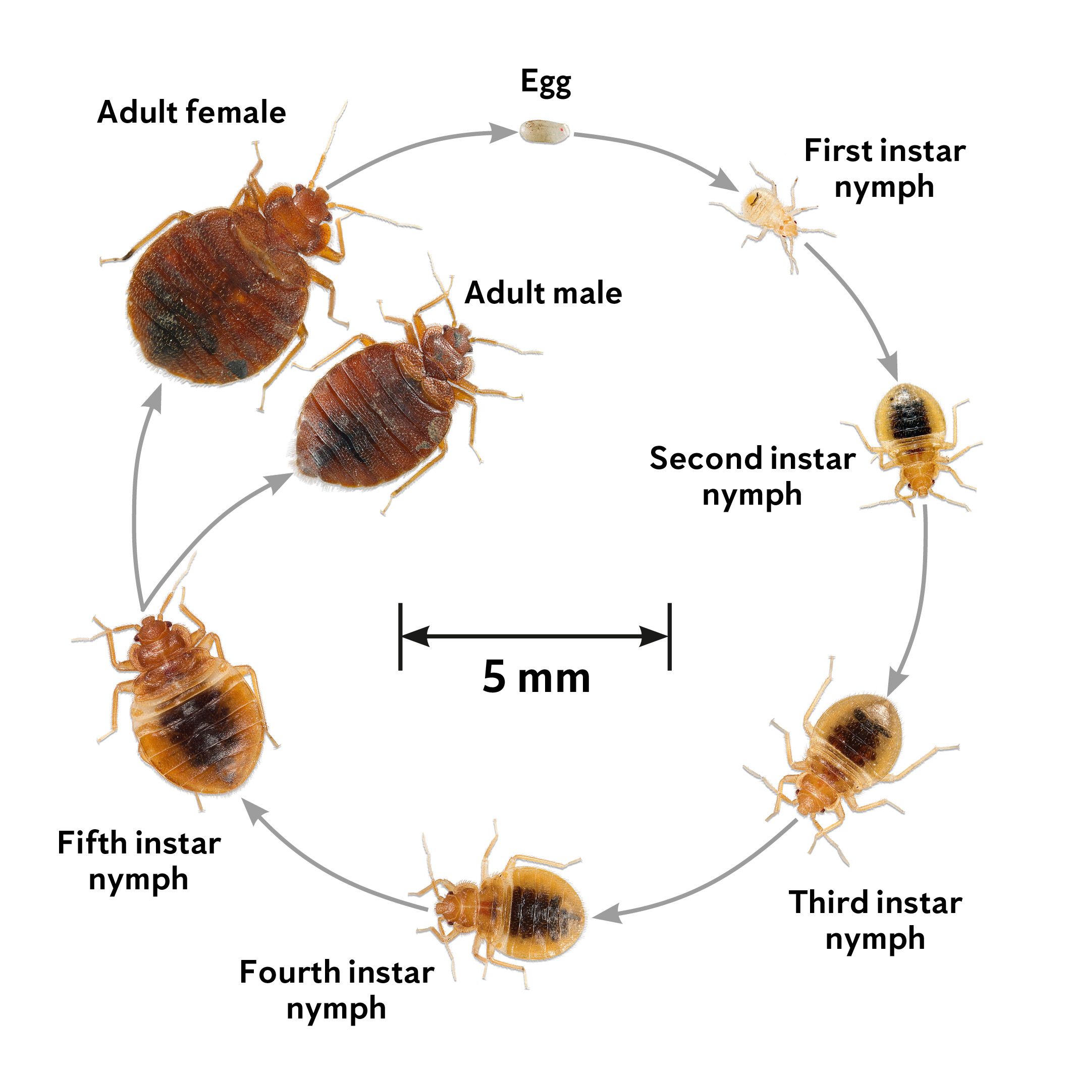 how do you get bedbugs