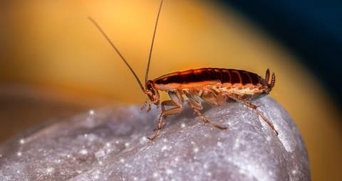 how to get rid of german cockroaches