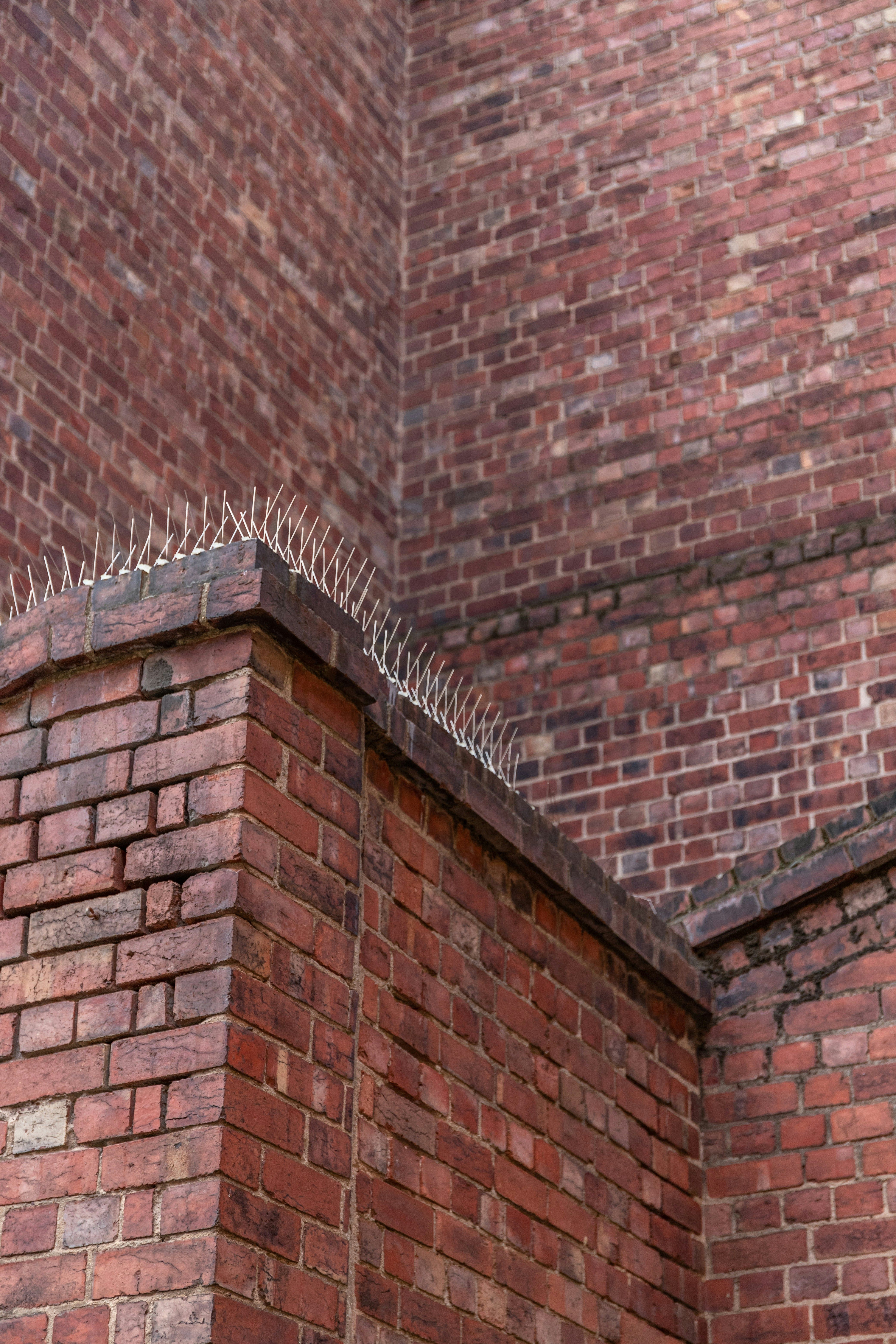 pigeon spikes pigeon control