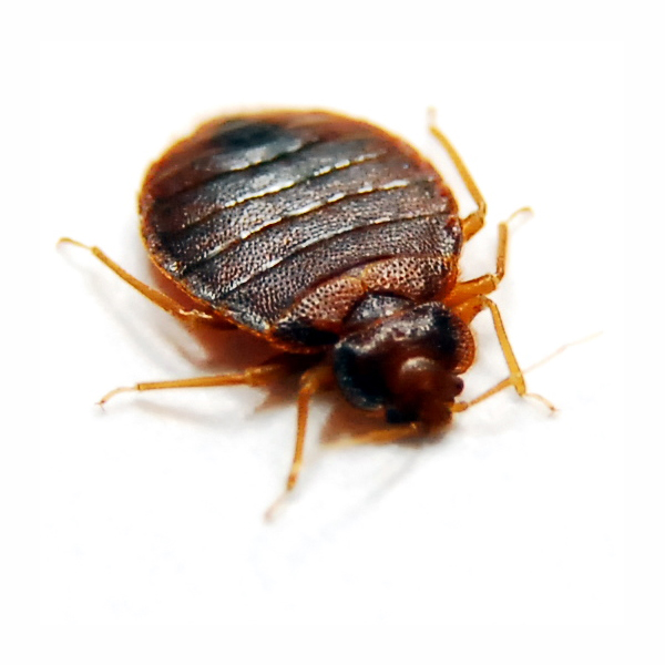 how did bedbugs evolve