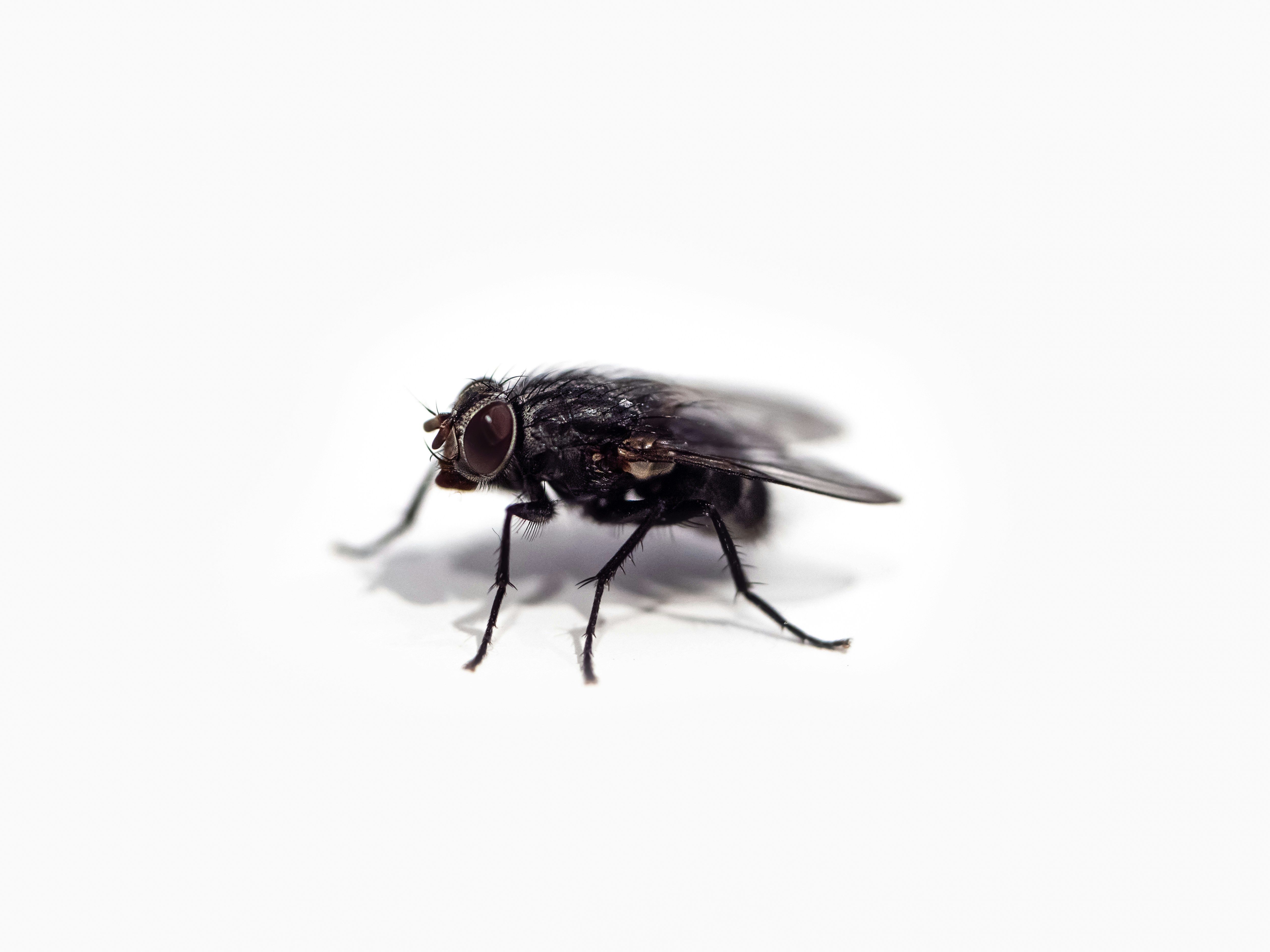 electric fly killers EFKs